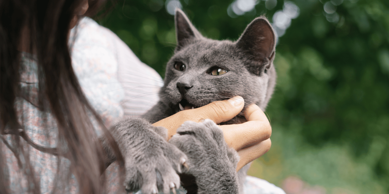 MSM-croquettes-chat-sans-céréales-alimentation