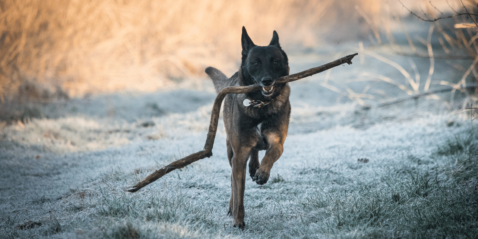 Malinois-caractère-origine-alimentation-croquette