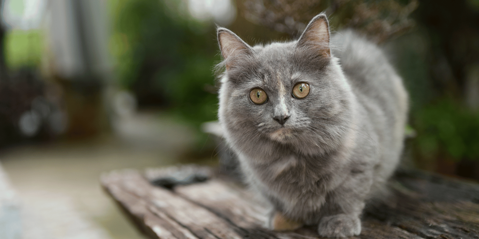 Munchkin-chat-pattes-courtes-croquettes-sans-céréales-alimentation