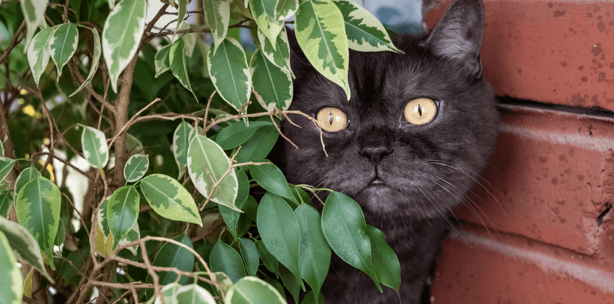 Les plantes d'intérieur compatibles avec nos chats - DansMaGamelle