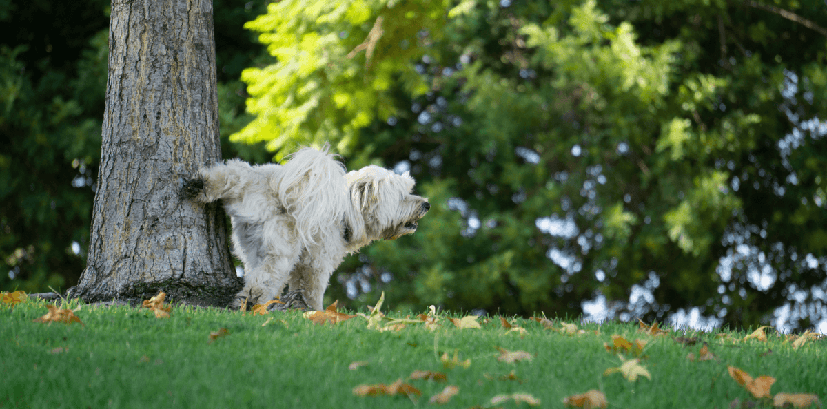 Apprendre la propreté à un chiot - Nos Astuces ! - DansMaGamelle