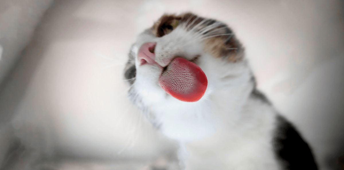 Eviter de mettre les croquettes de son animal en dehors de sa gamelle - DansMaGamelle