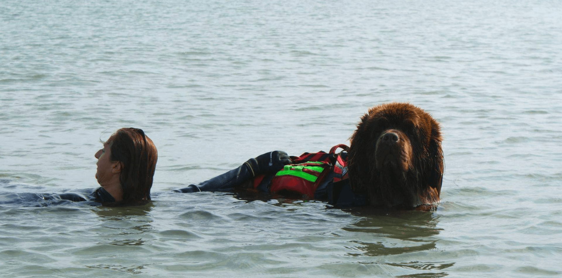 Les chiens sauveteurs en mer - DansMaGamelle