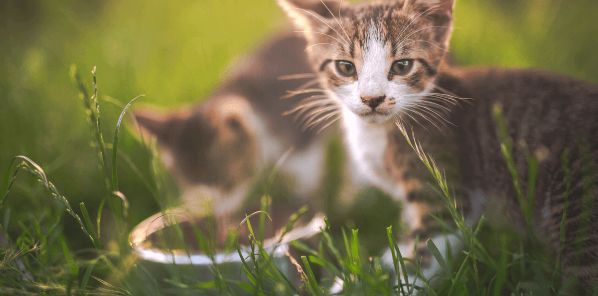 Comment bien nourrir son chaton ? - DansMaGamelle