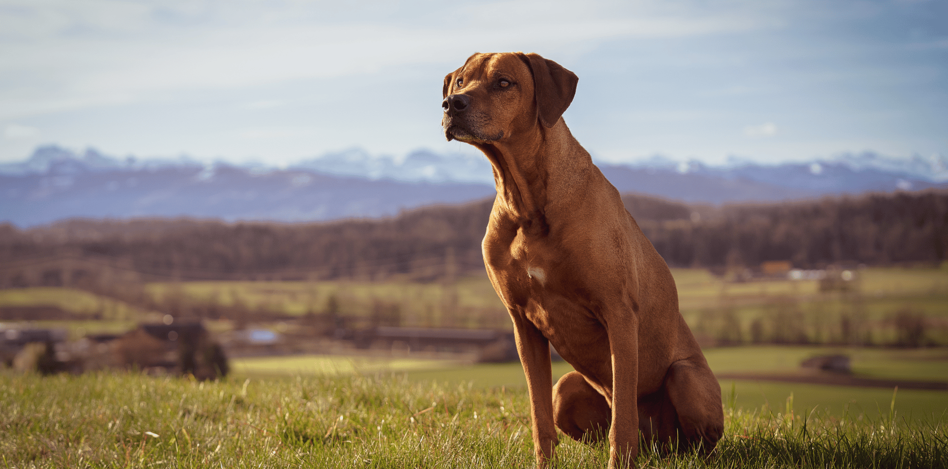 Le Rhodesian Ridgeback