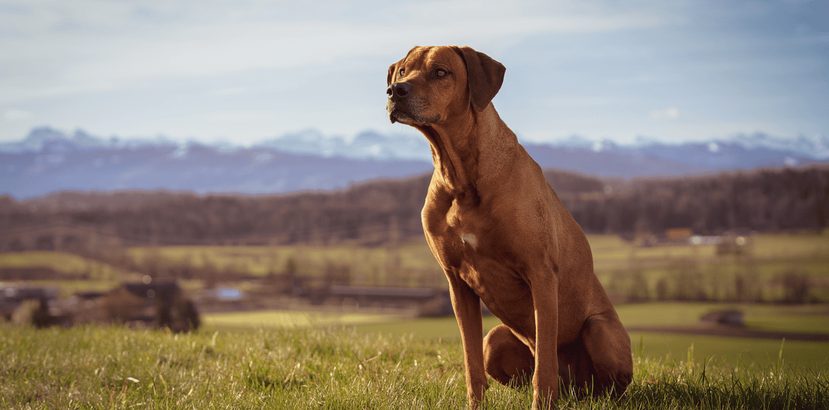 Rhodesian-Ridgeback-caractère-alimentation-croquettes-chien-sans-céréales