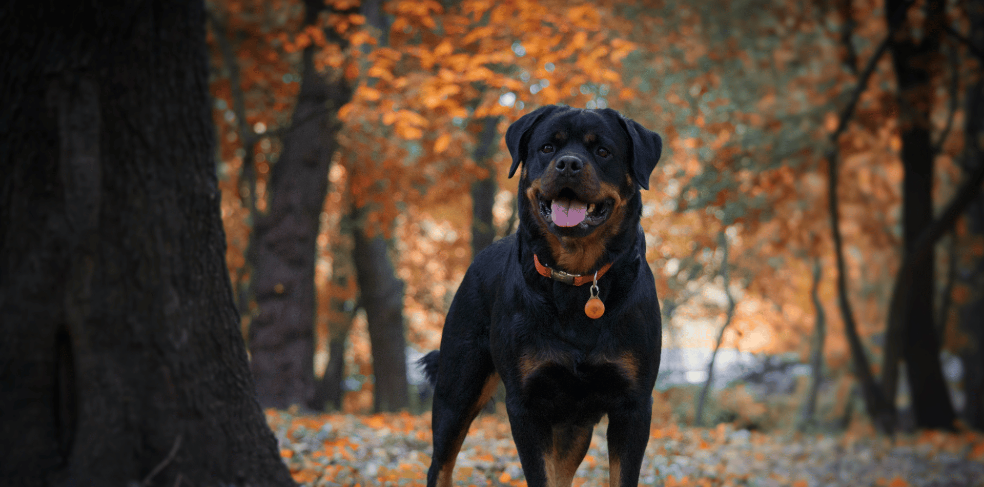 croquettes-chien-grande-race-sans-céréales