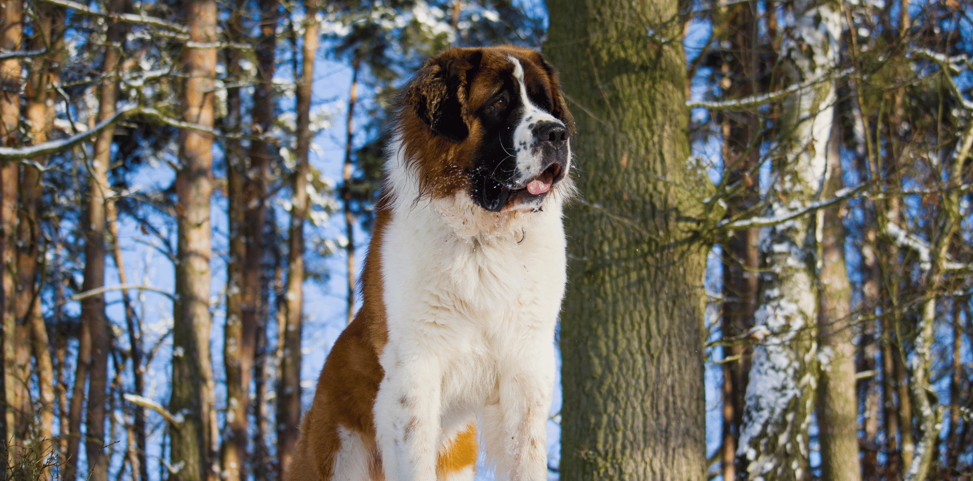 Saint-bernard-chien-alimentation-croquettes-sans-céréales-saumon