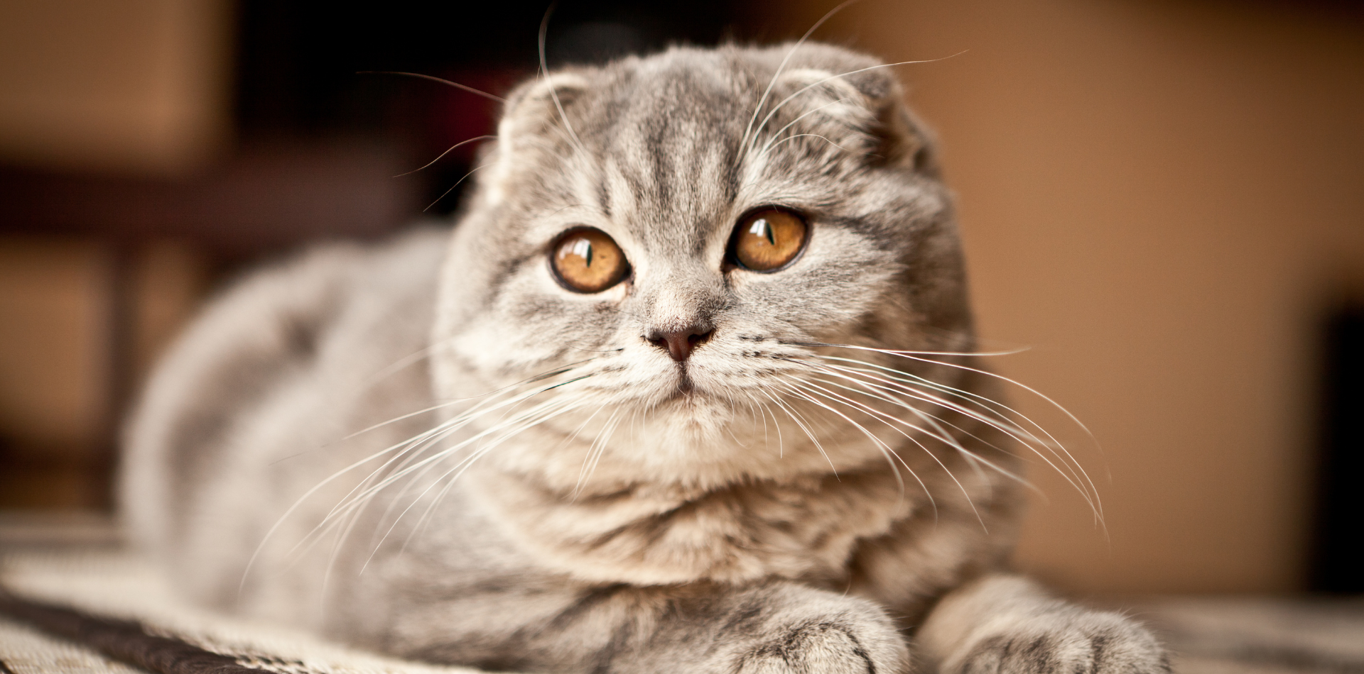 croquettes-alimentation-scottish-fold