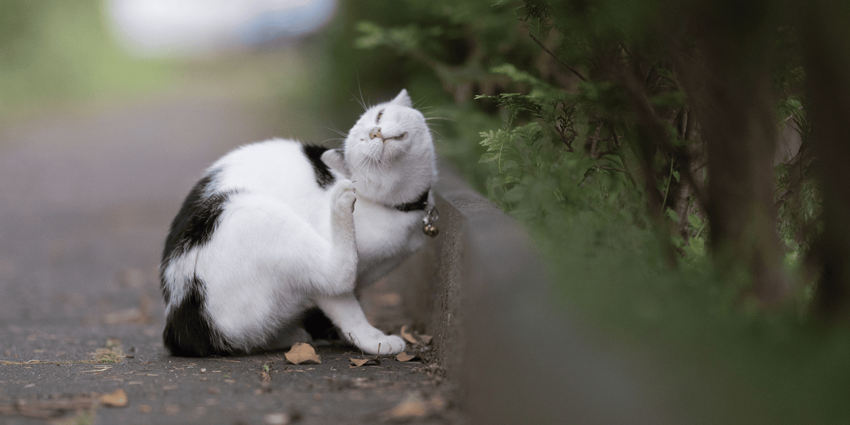 acne-chat-demangeaison-boutons-alimentation-croquette