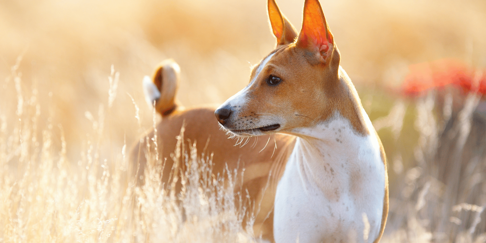 basenji-chien-alimentation-origine-caractère