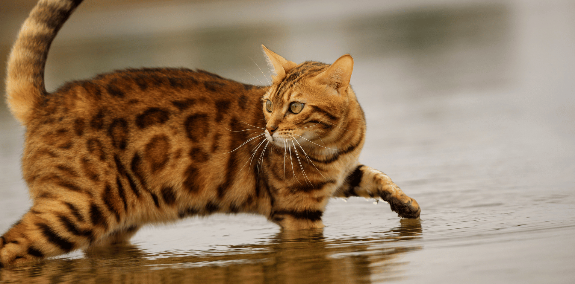 Tout savoir sur Le Bengal : origine, alimentation, caractère