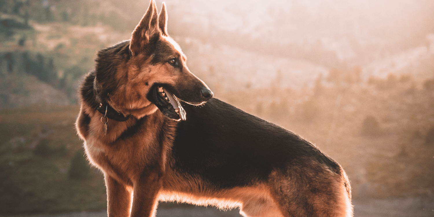 berger-allemand-race-chien-croquettes-articles-croquettes-sans-céréales (2)
