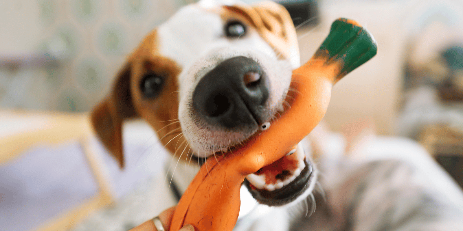 carotte-bienfaits-chien-croquettes