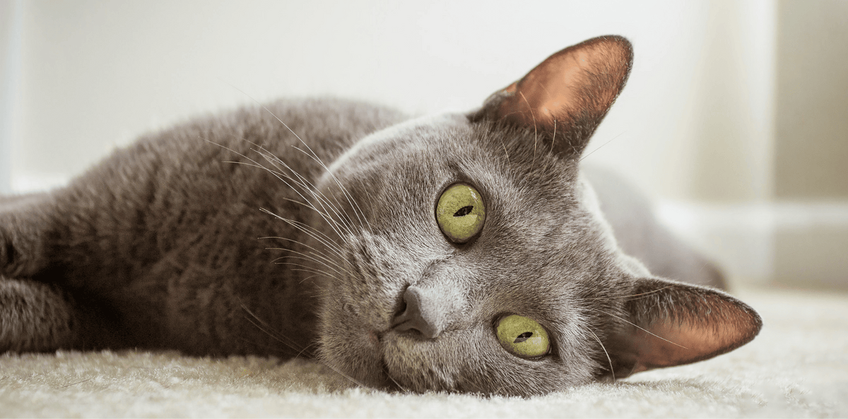 chat-bleu-russe-alimentation-origine