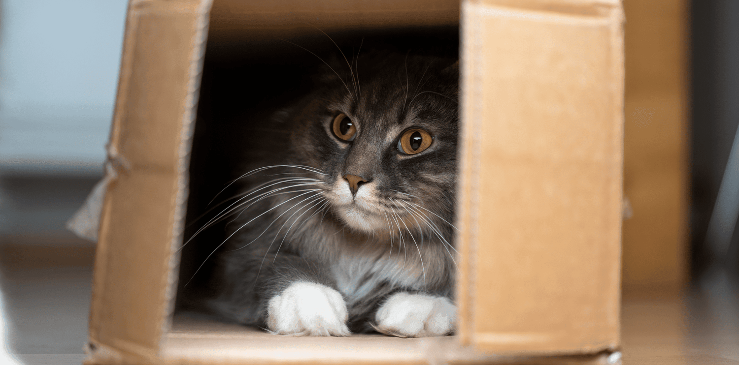 Les chats et les cartons, une histoire d’amour - DansMaGamelle