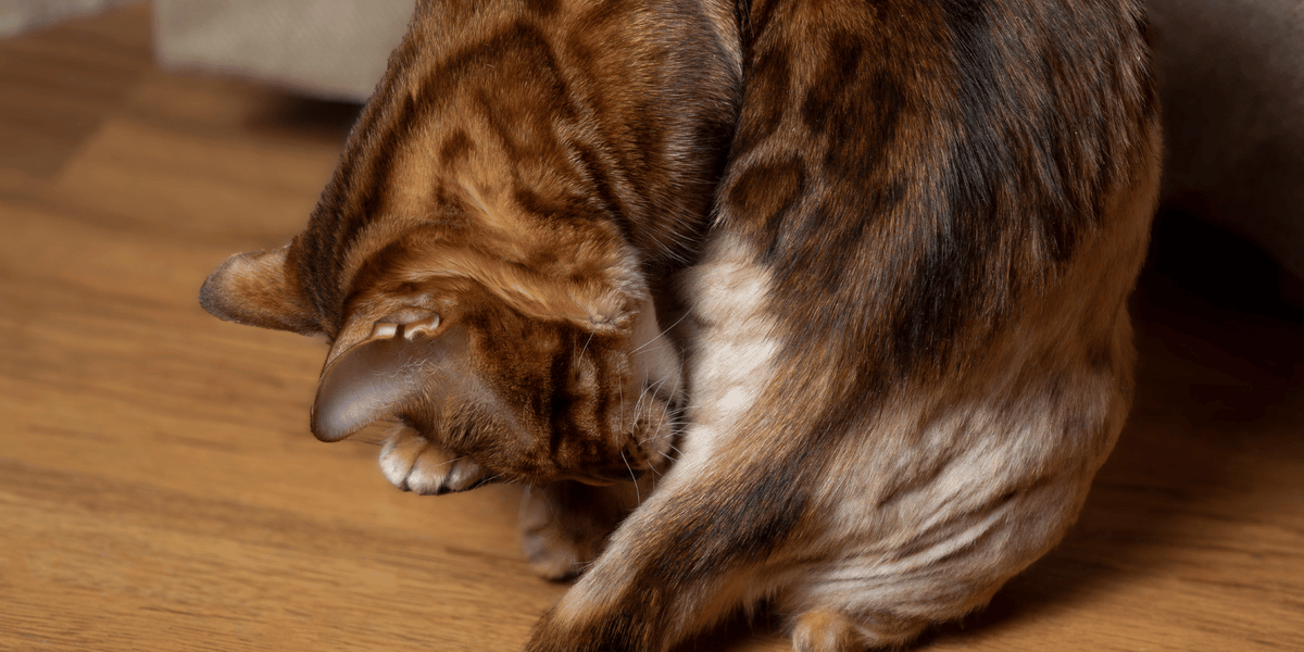 chat-allergie-croquettes-dermatite