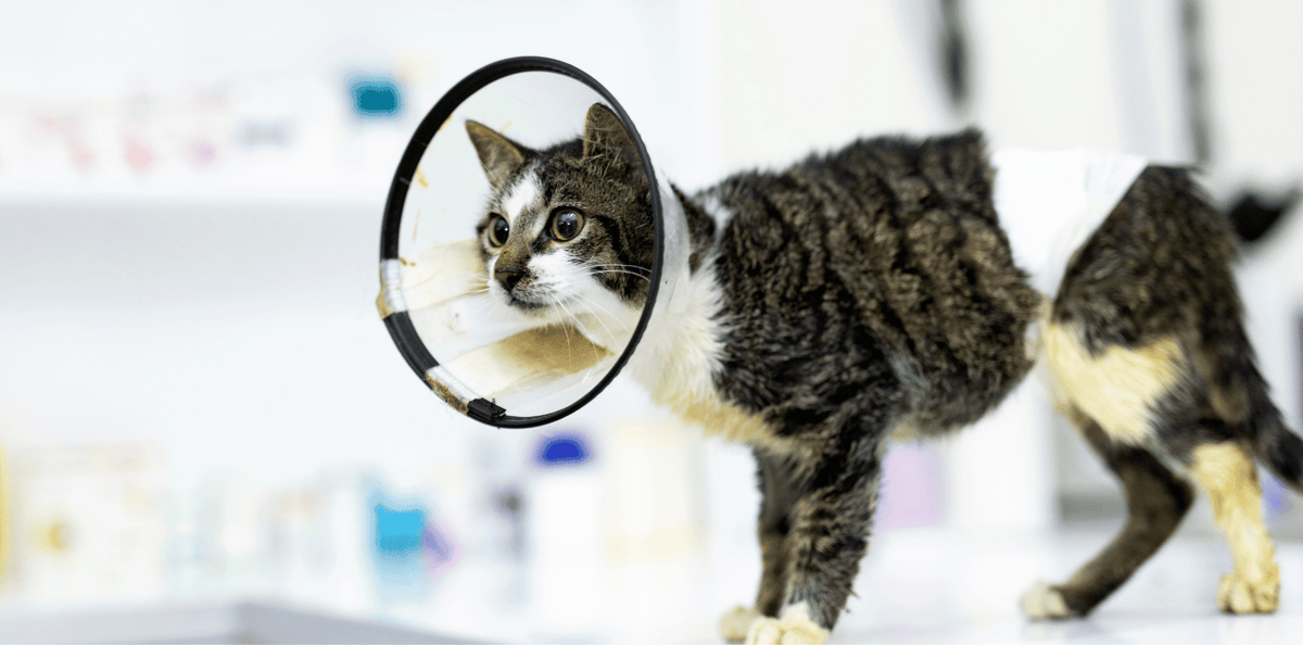 Les problèmes de peau chez le chat, comment agir ?