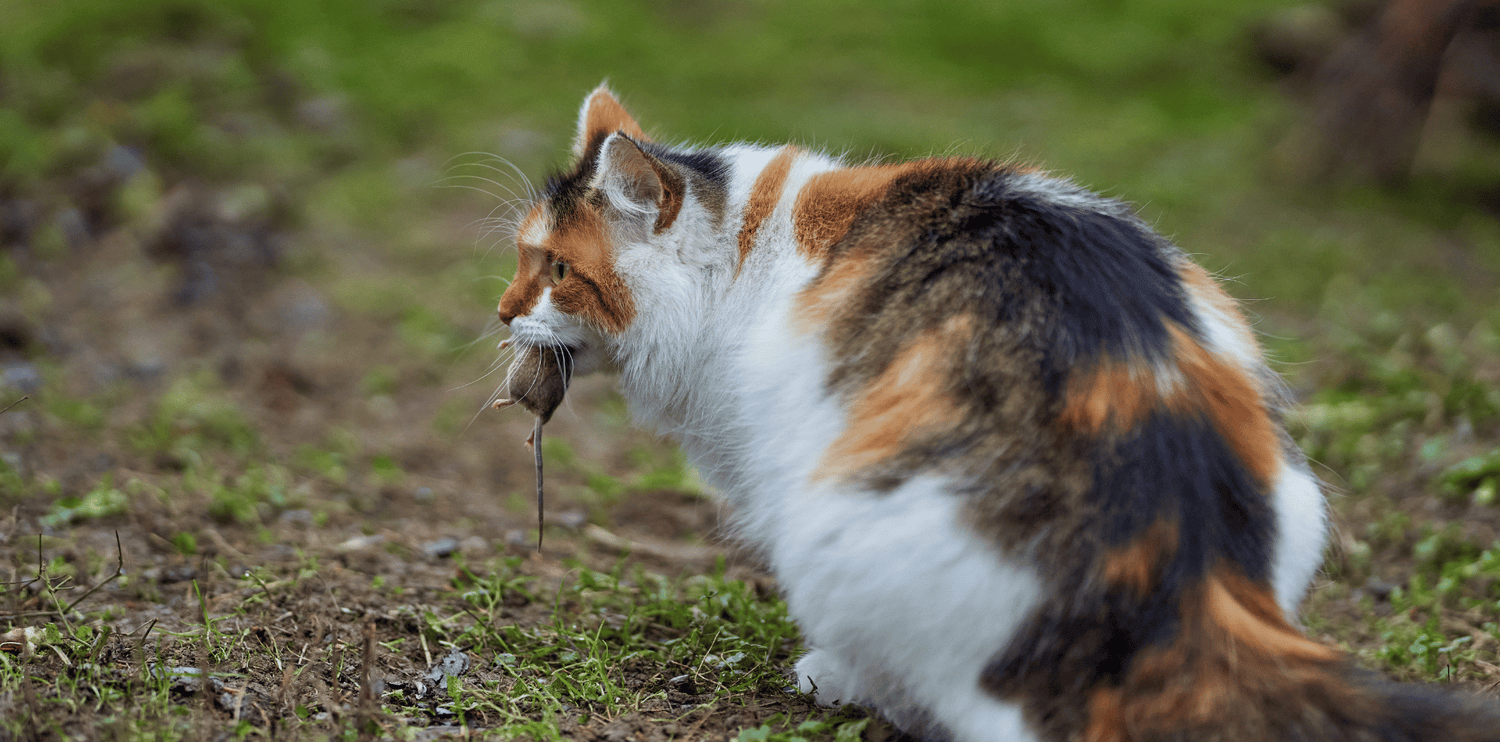 chat-ramène-proies-souris-oiseaux-maison