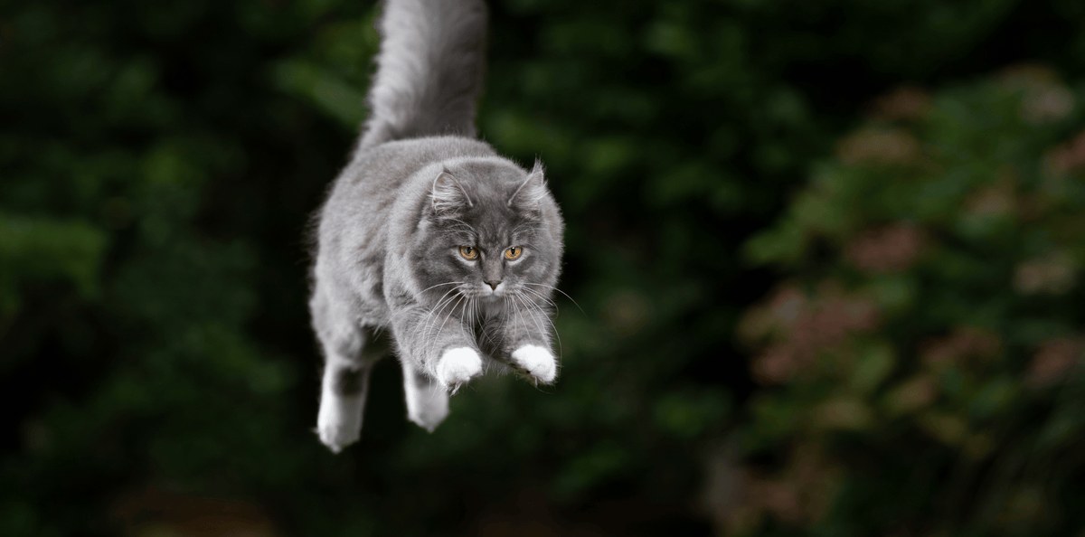 Pourquoi les chats retombent toujours sur leurs pattes ?