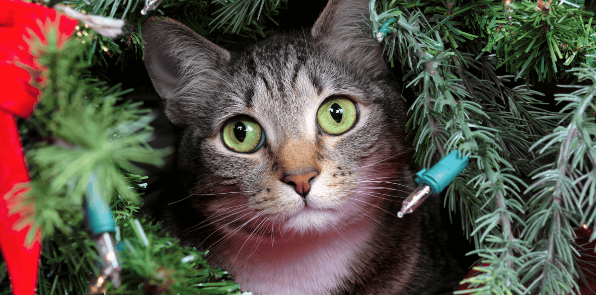 Les chats et les sapins de noël : les astuces pour les tenir à distance