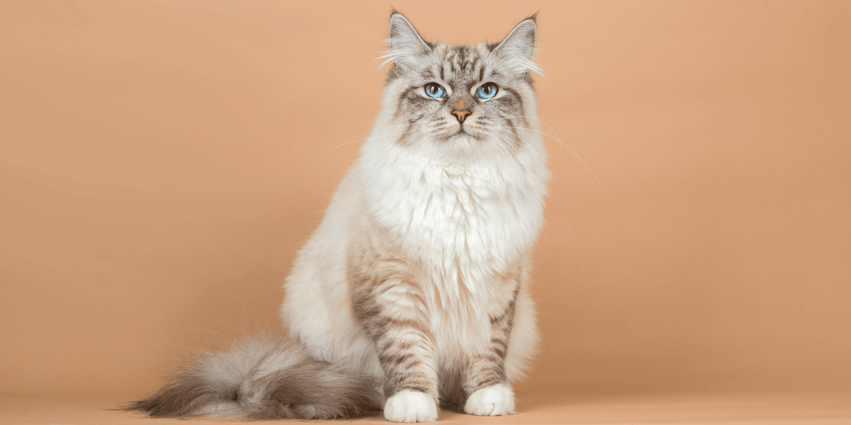 Tout savoir sur le chat sibérien : Origines, caractère, alimentation