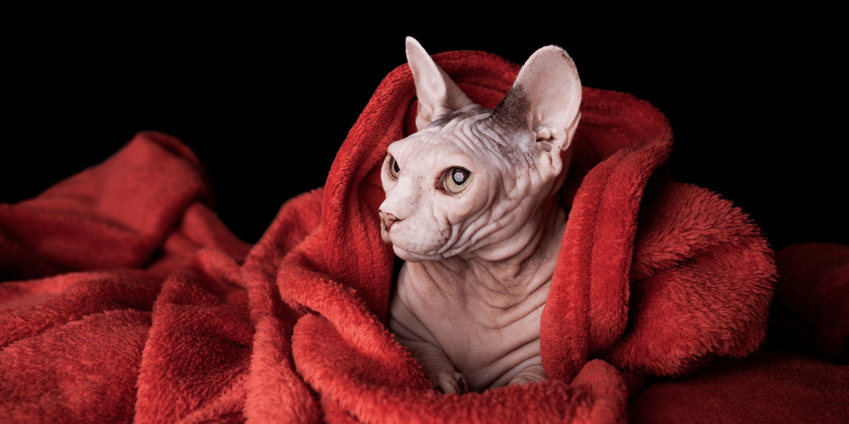 chat-sphynx-alimentation-croquettes-entretien-origine-caractère