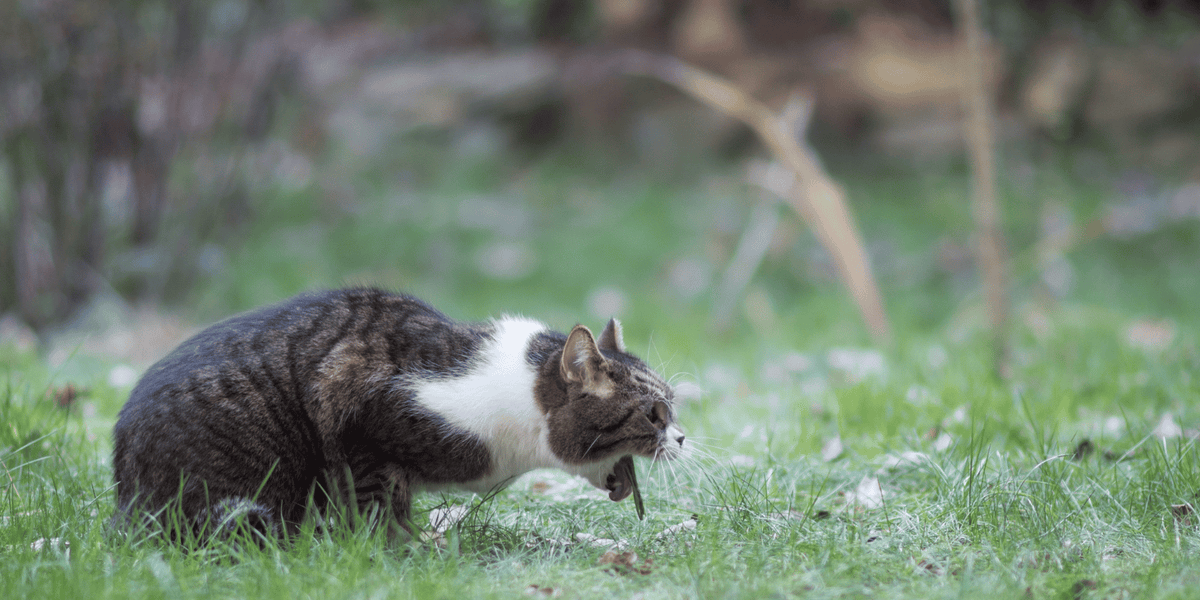 chat-vomissement-fréquent-alimentation-croquettes