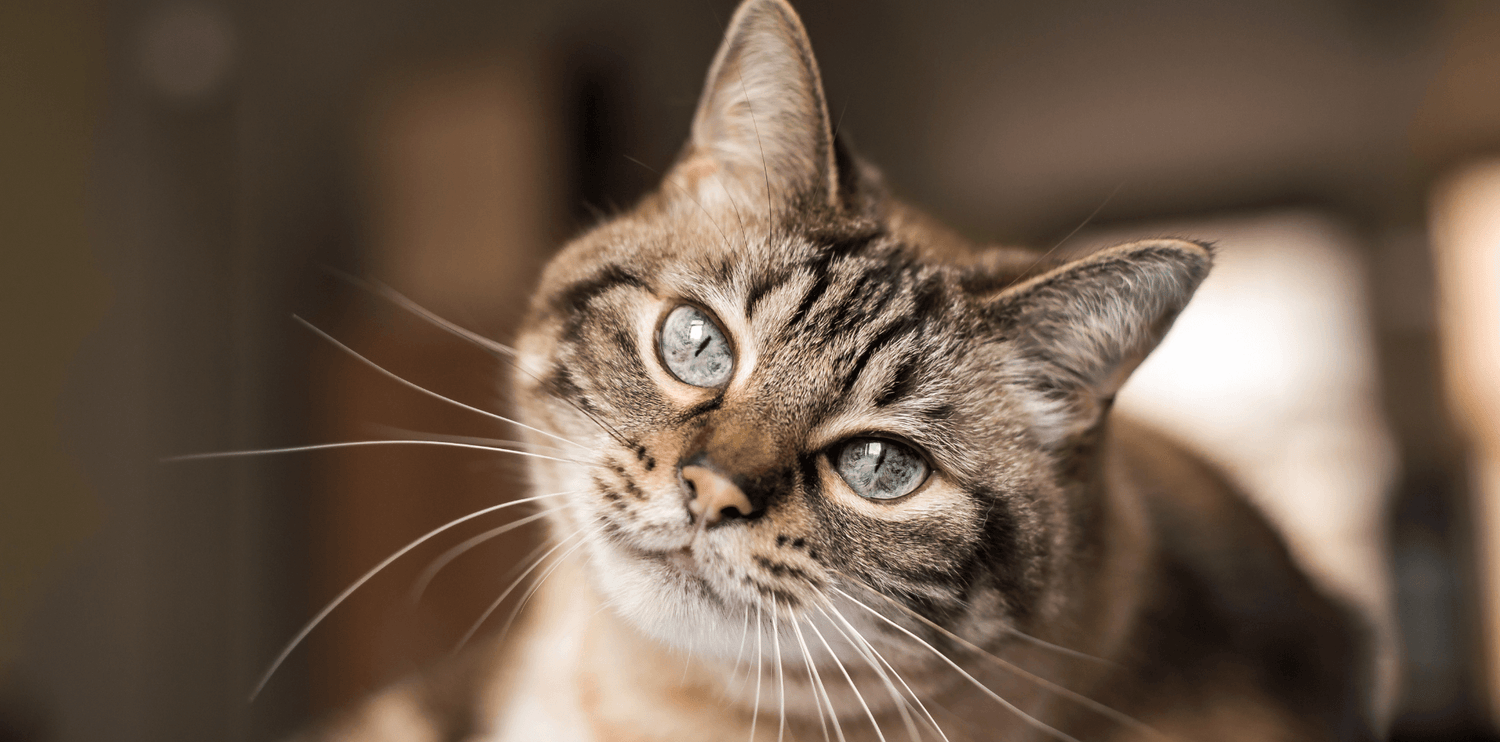 Le langage corporel des chats - DansMaGamelle