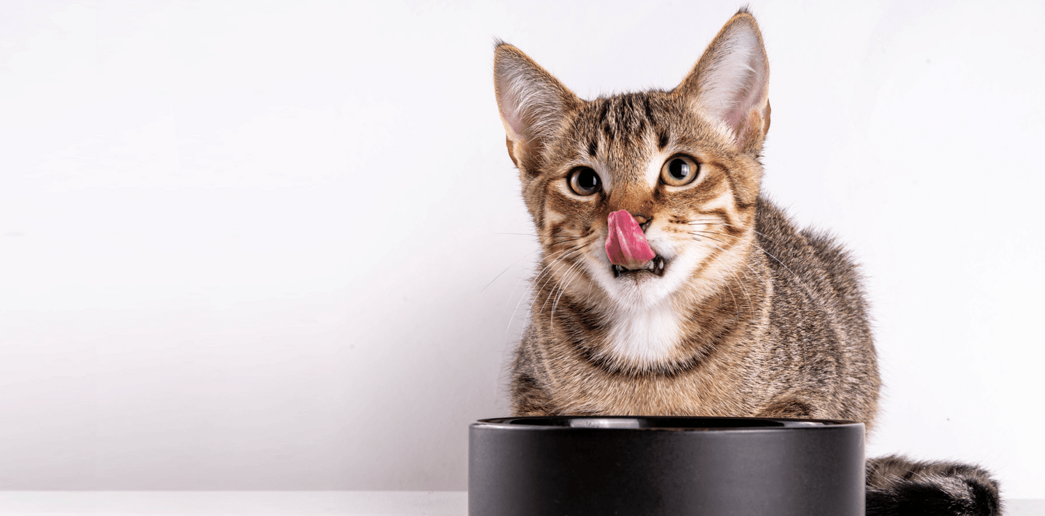 croquettes-sans-céréales-chaton