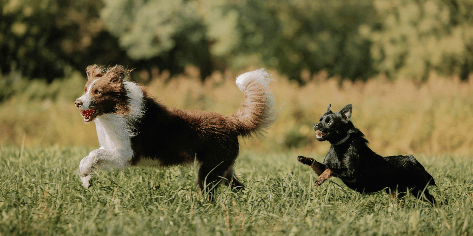 chien-glucosamine-chondroïtine-articulation