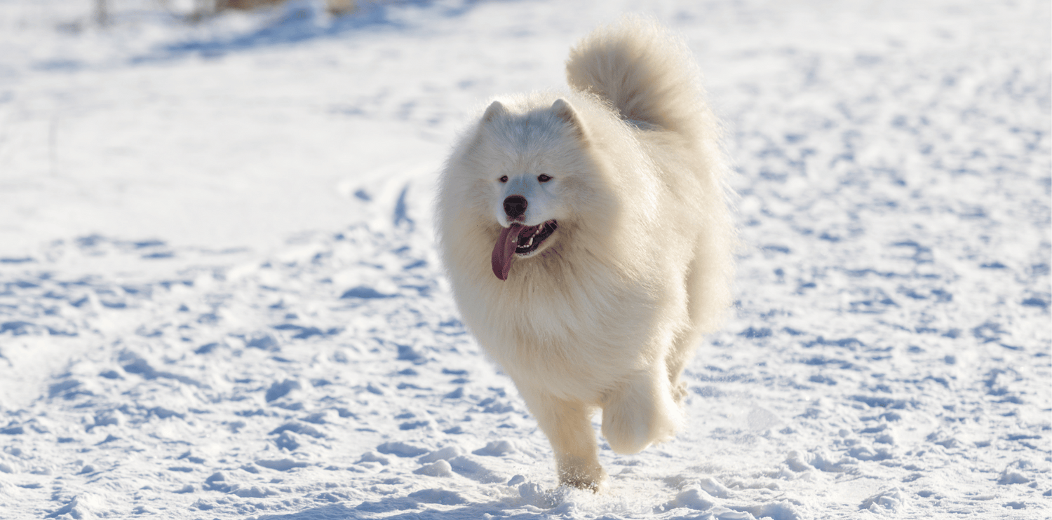 Quelle alimentation choisir pour un chien blanc ?