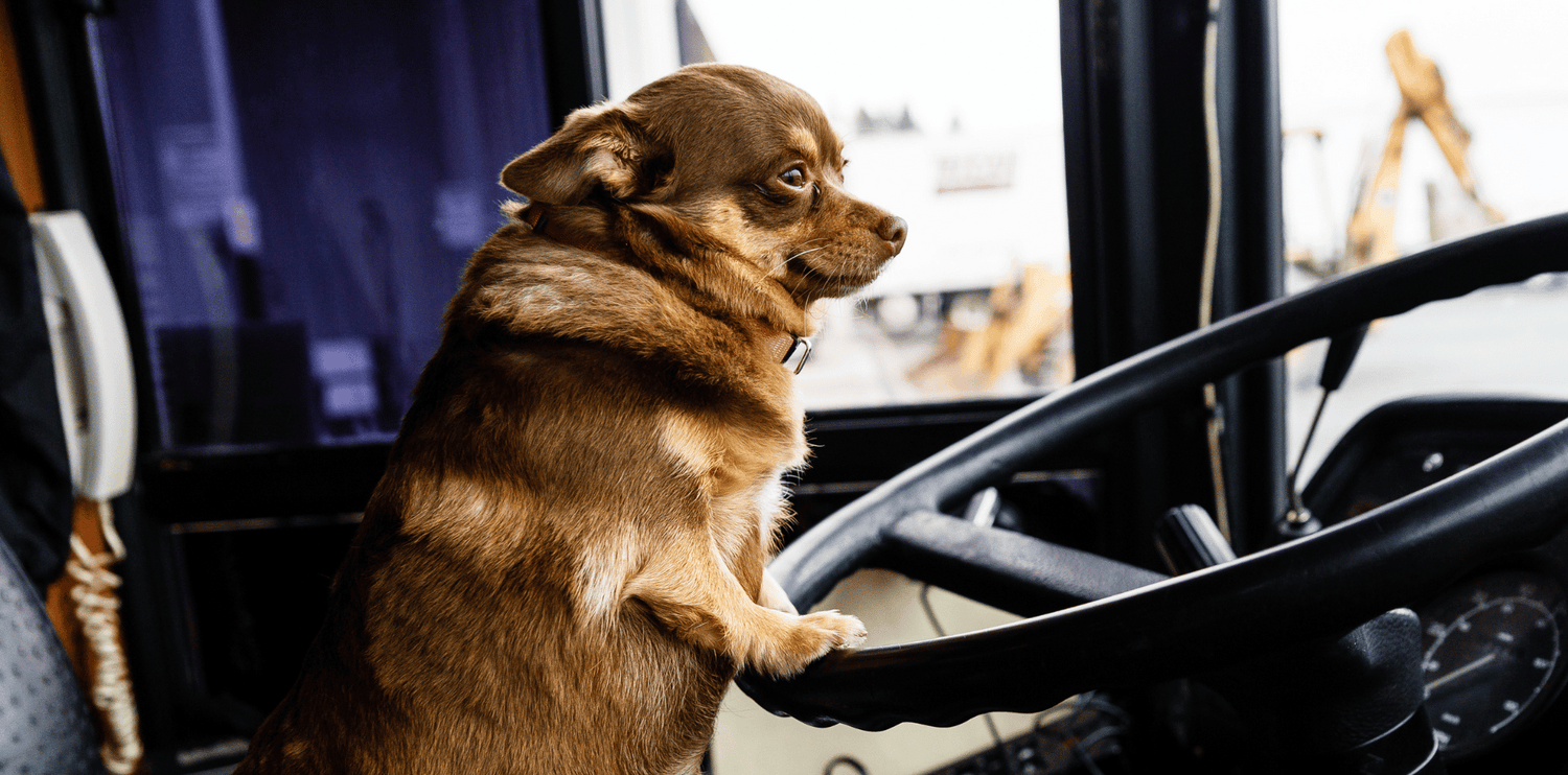 Prendre les transports en commun avec son chien