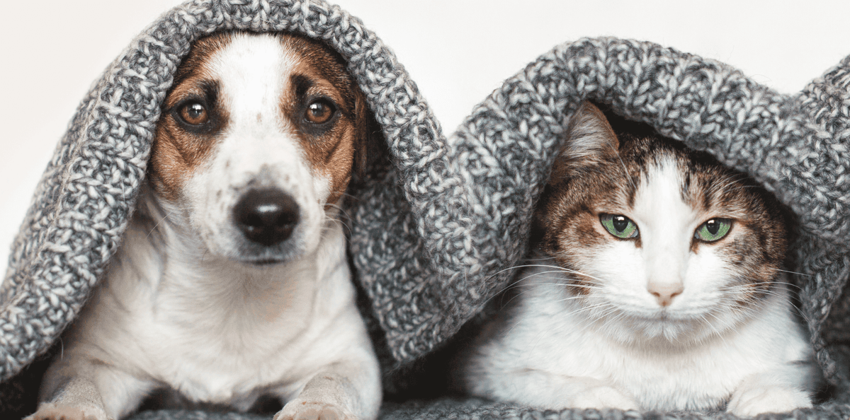Les chiens, les chats et la neige ! - DansMaGamelle