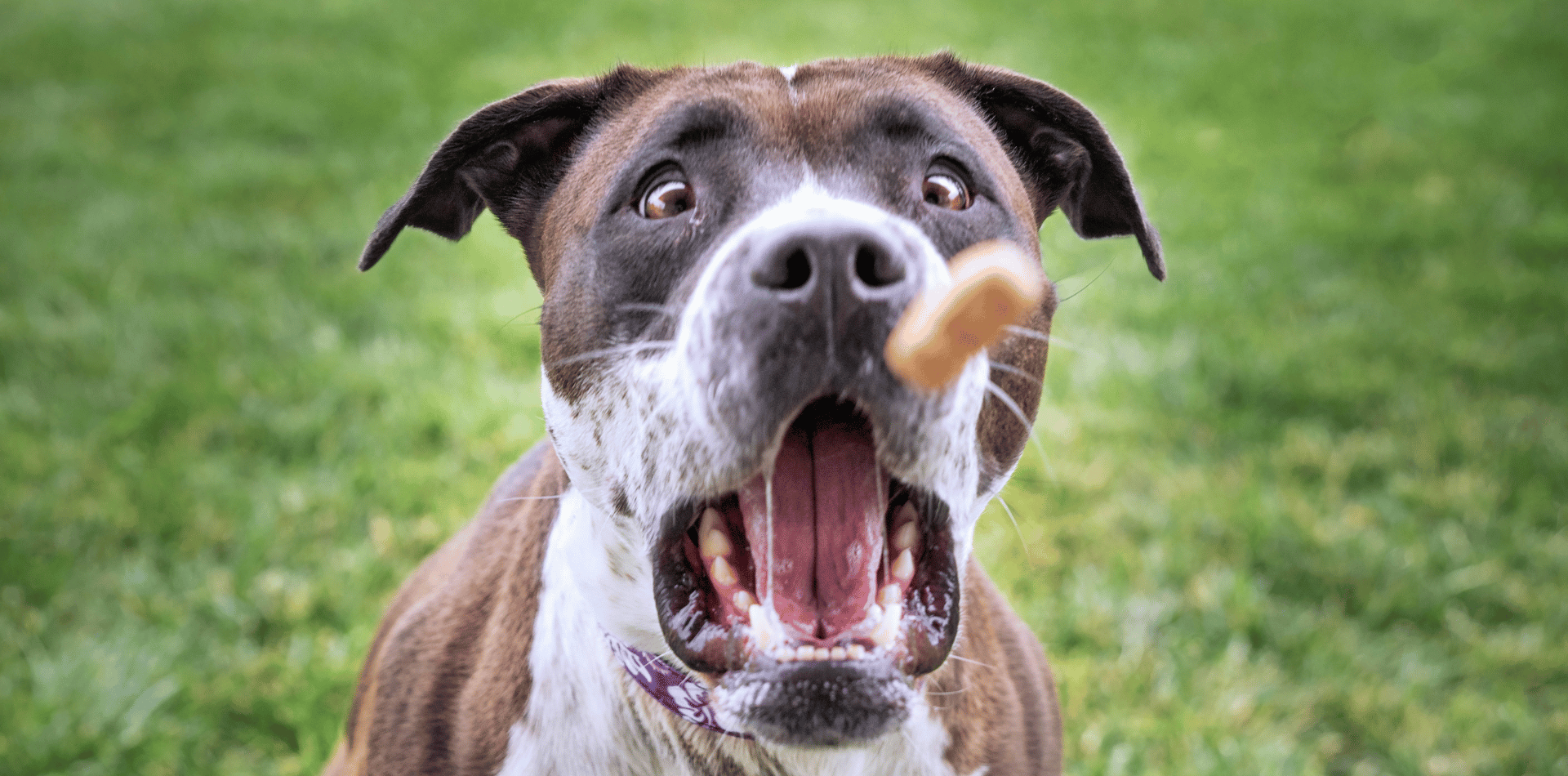 chien-mange-croquettes-trop-vite