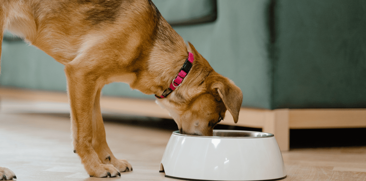 Les bienfaits des croquettes sans céréales au Canard pour chien