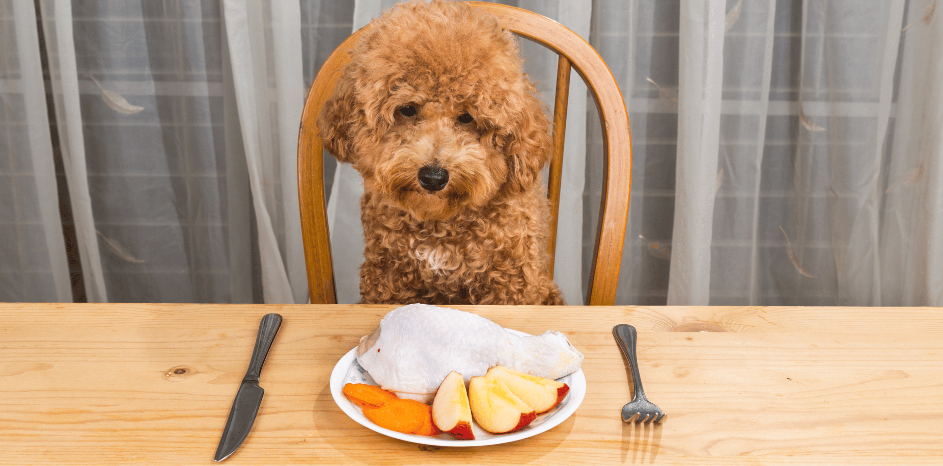 Quand et comment donner à manger à son chien ?