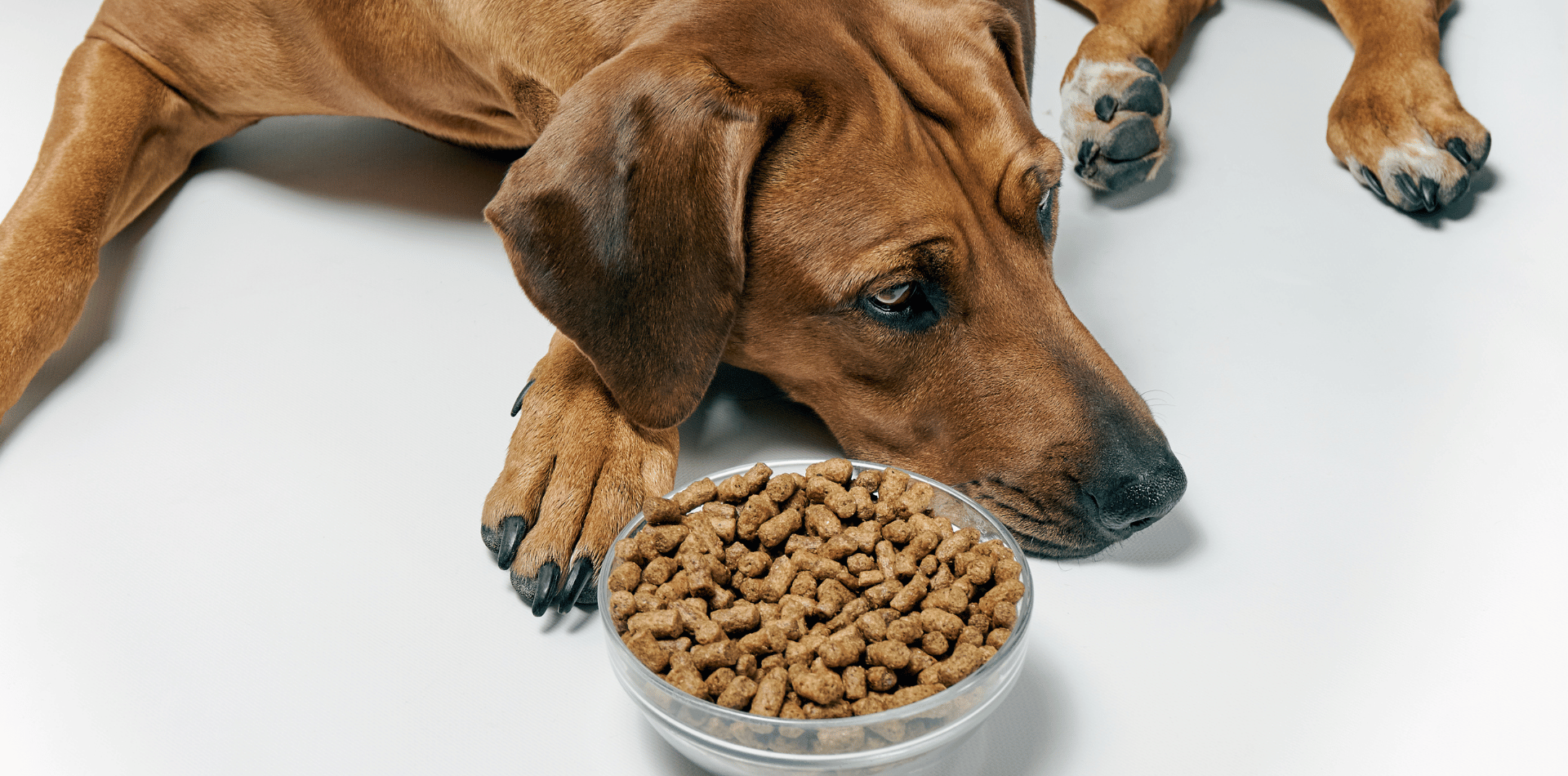 Est ce que mon chien peut manger les mêmes croquettes ?