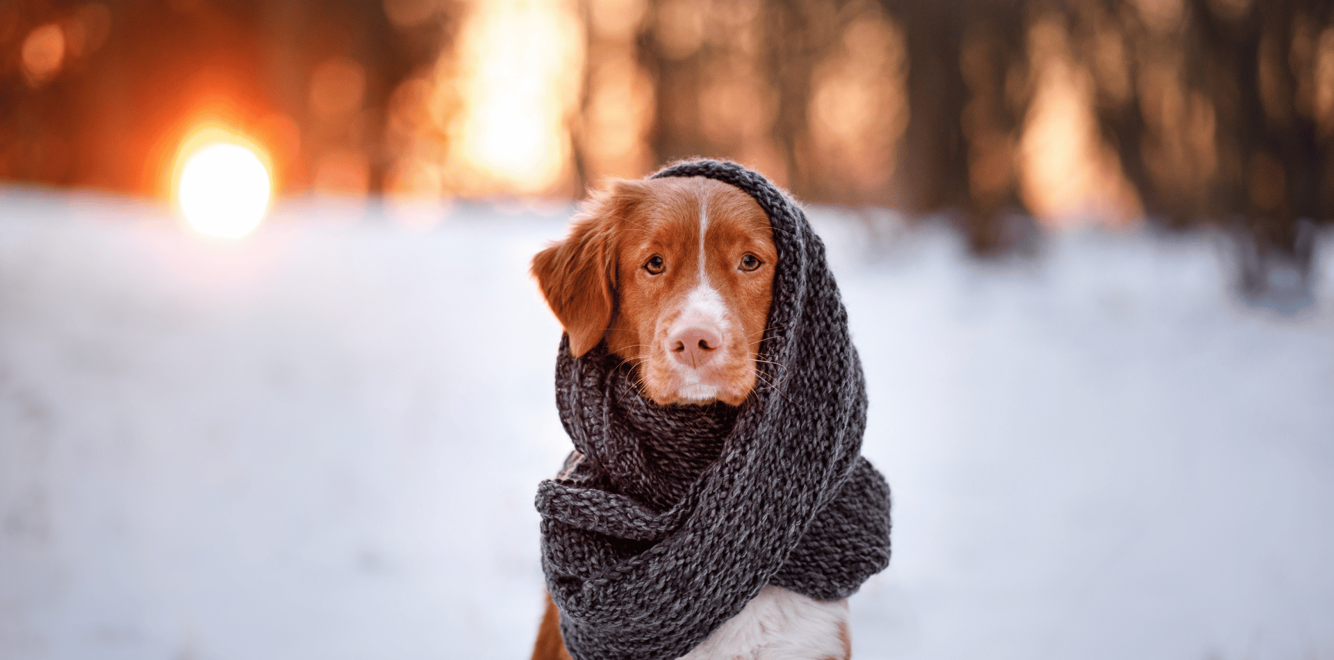chien hiver protection froid alimentation croquettes