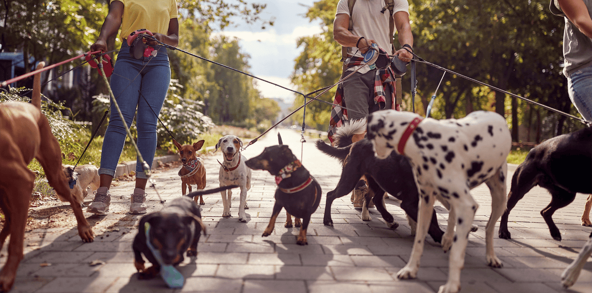 Chiens tenus en laisse à partir du 15 avril !