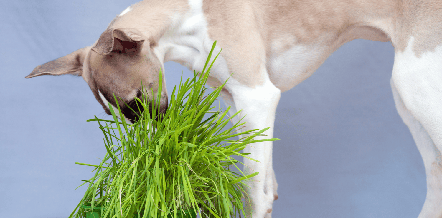 Pourquoi mon chien mange de l'herbe ?