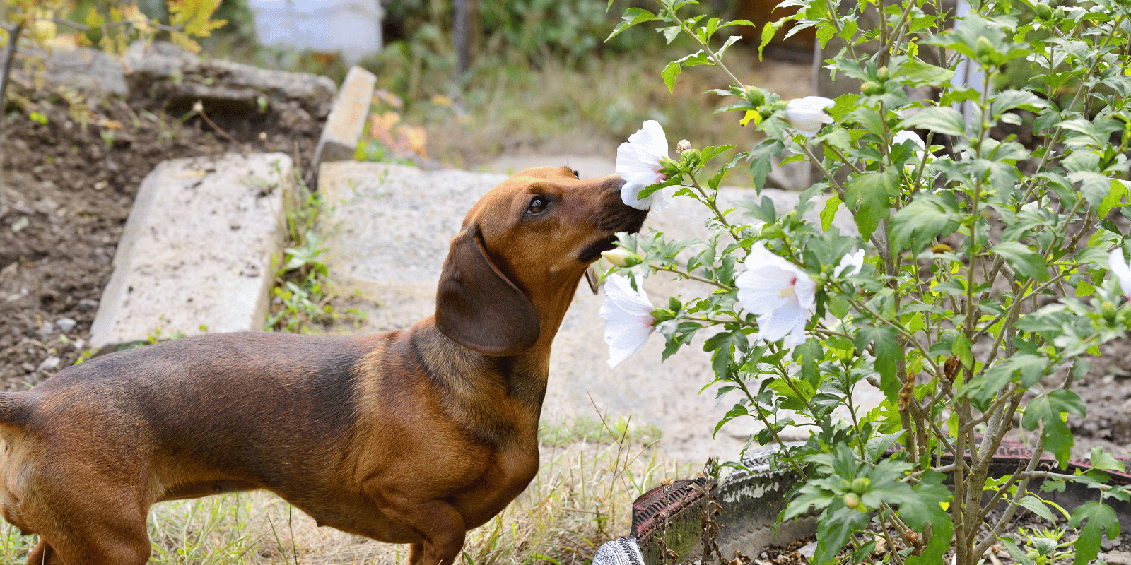 chien-mange-tout-dehors-que-faire