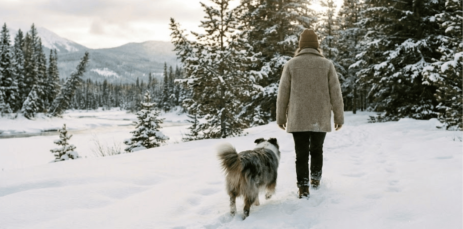 Balade neige chien prendre soin de ses coussinets 