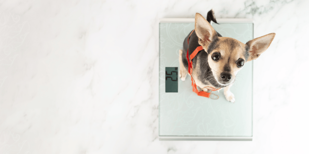 chien-surpoids-alimentation-croquette