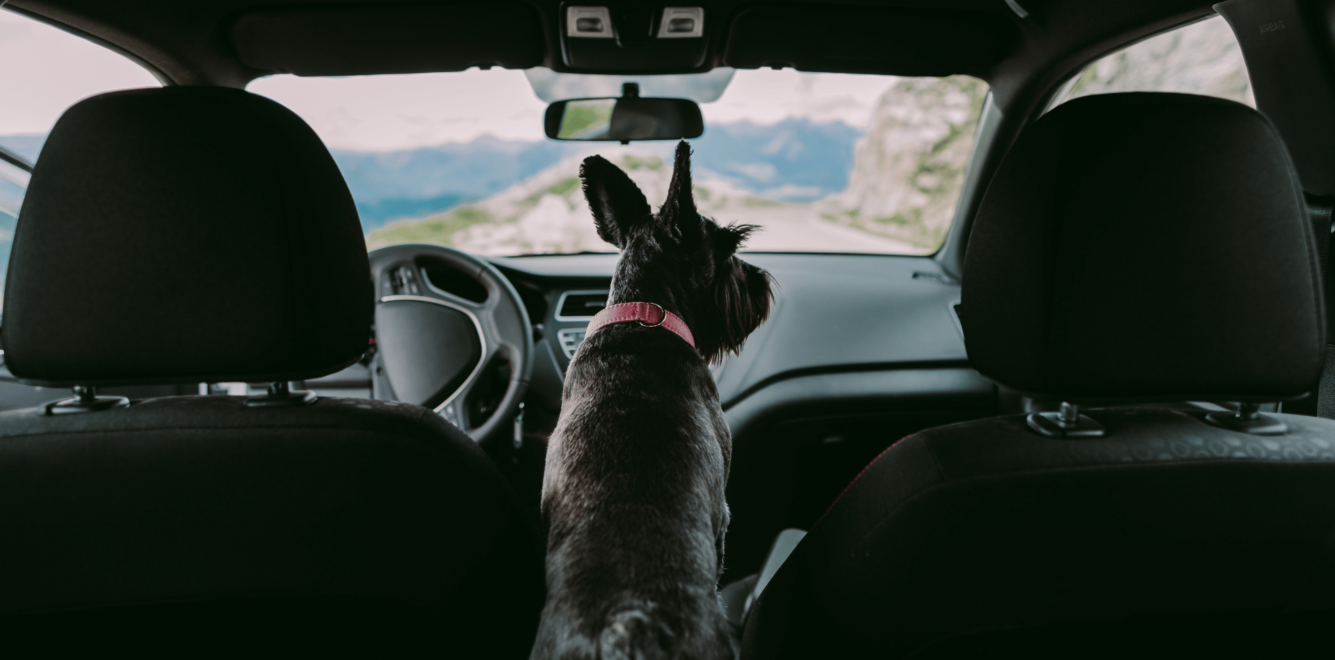 Chien enfermé dans une voiture en plein soleil, comment l'aider ?