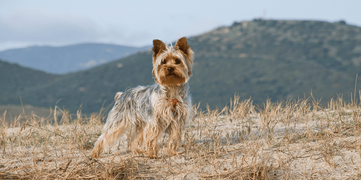 chien-yorkshire-caractère-origine-croquettes-alimentation-friandises