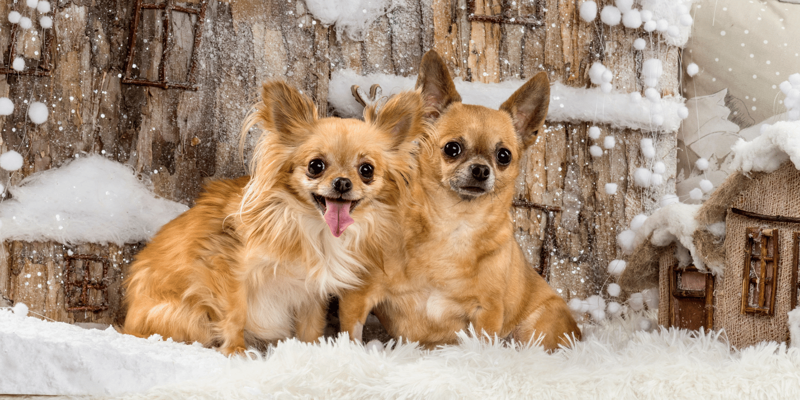 chihuahua-origine-caractère-alimentation-croquettes