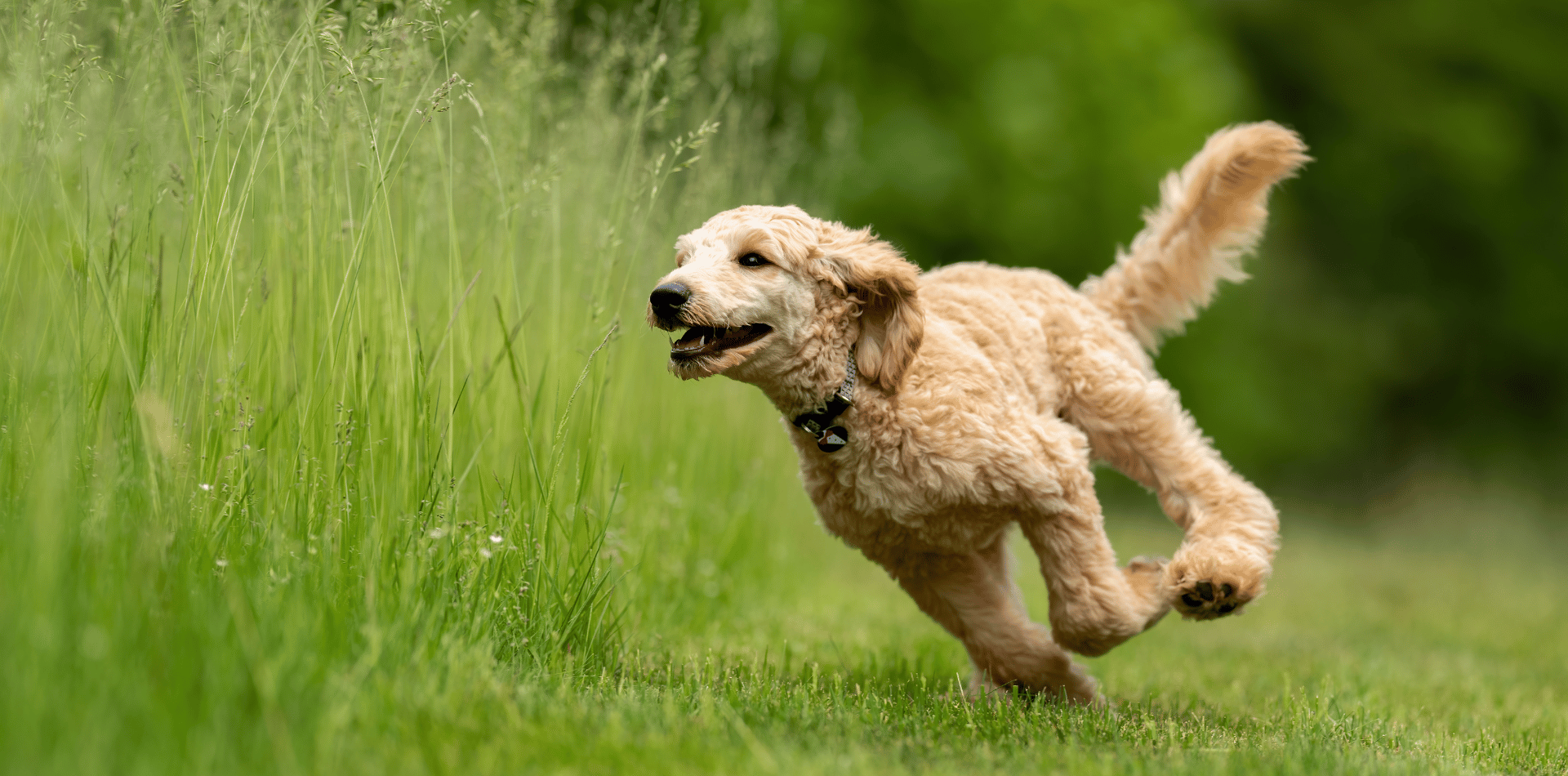 chondroprotecteurs-croquette-chien