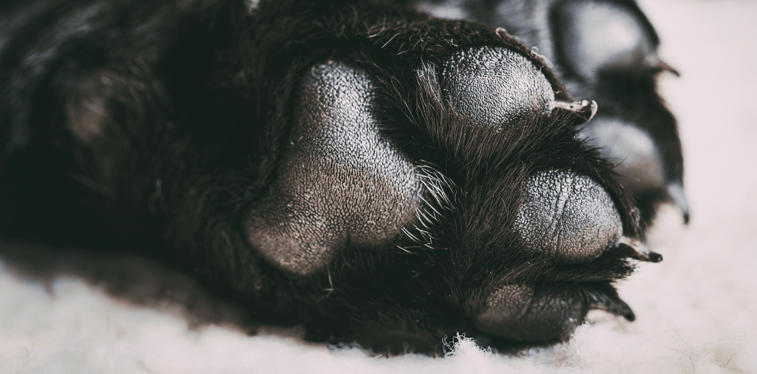 Mon chien à les coussinets abimés, que faire ?