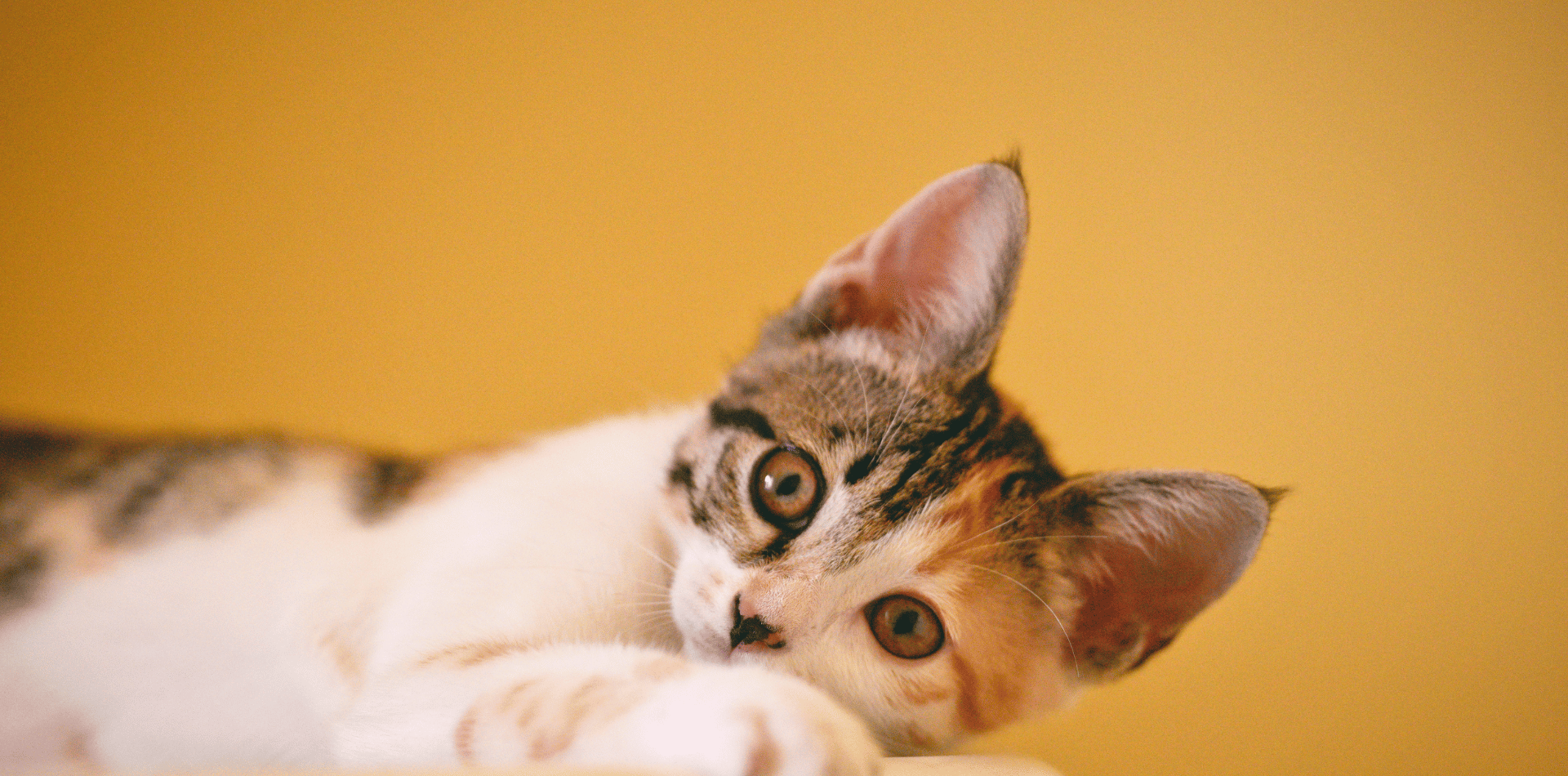 croquettes-chat-stérilisés-poids-santé